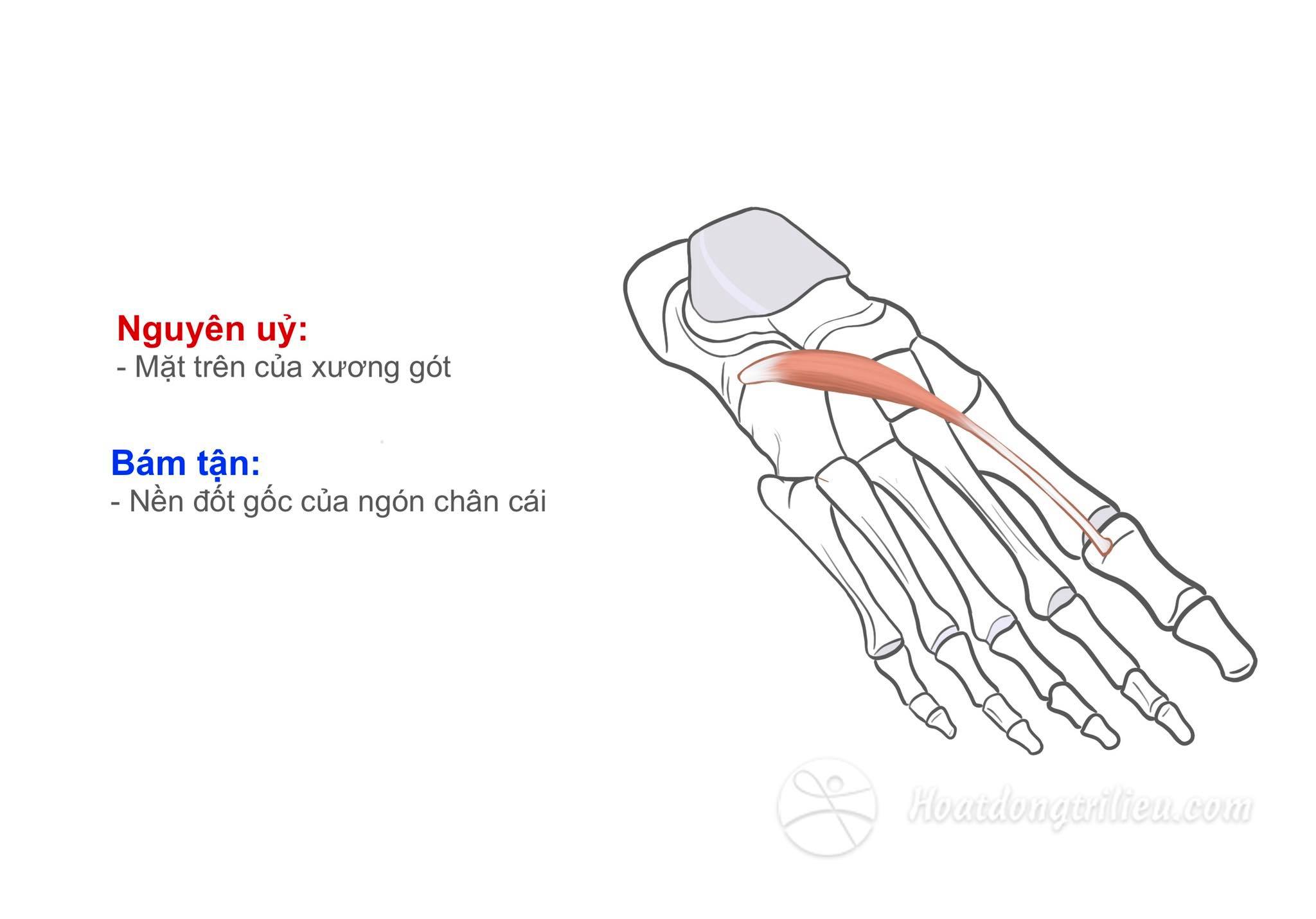 Cơ duỗi ngắn ngón chân cái