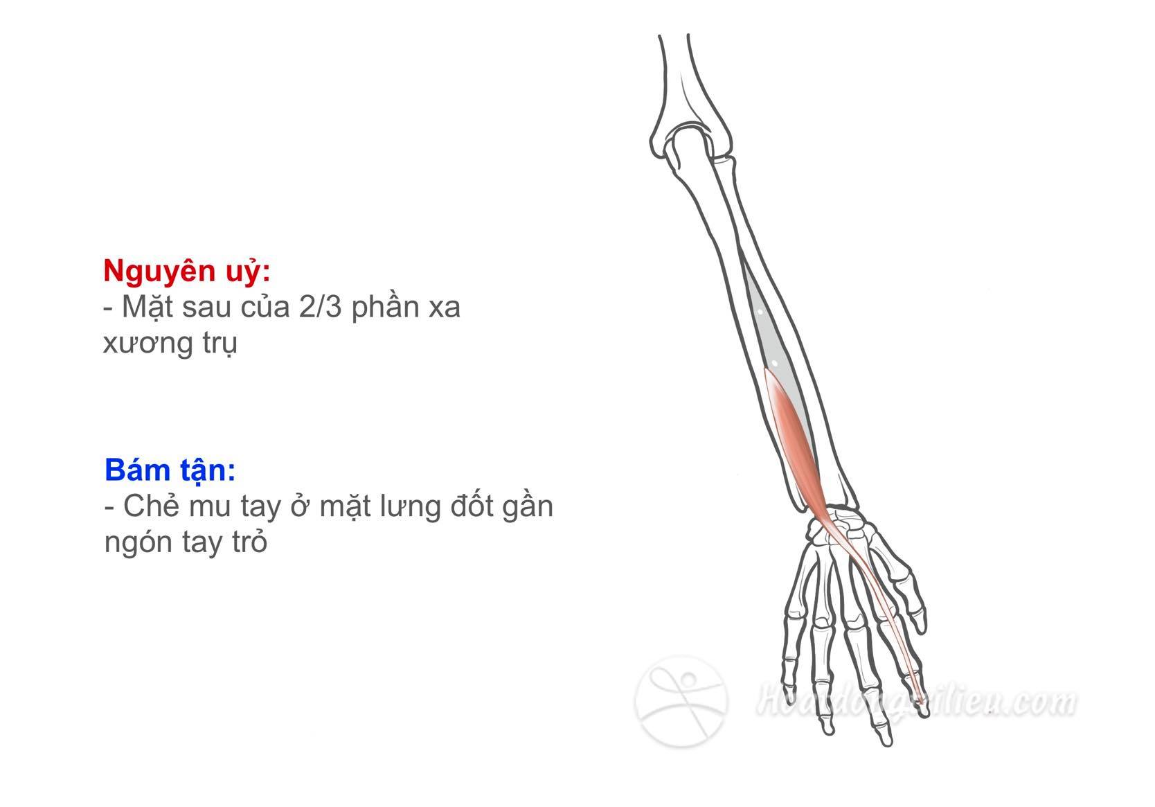 Cơ duỗi ngón tay trỏ