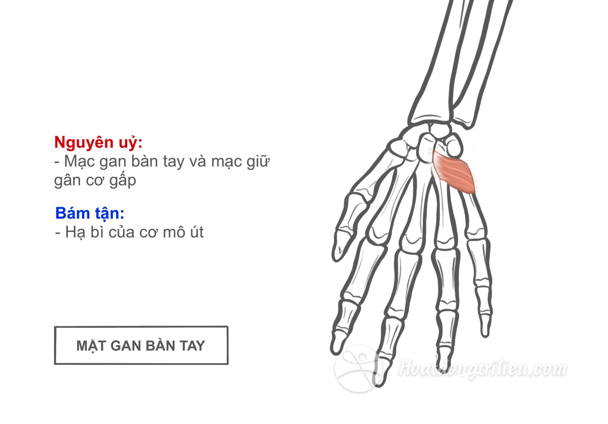 Cơ gan tay ngắn