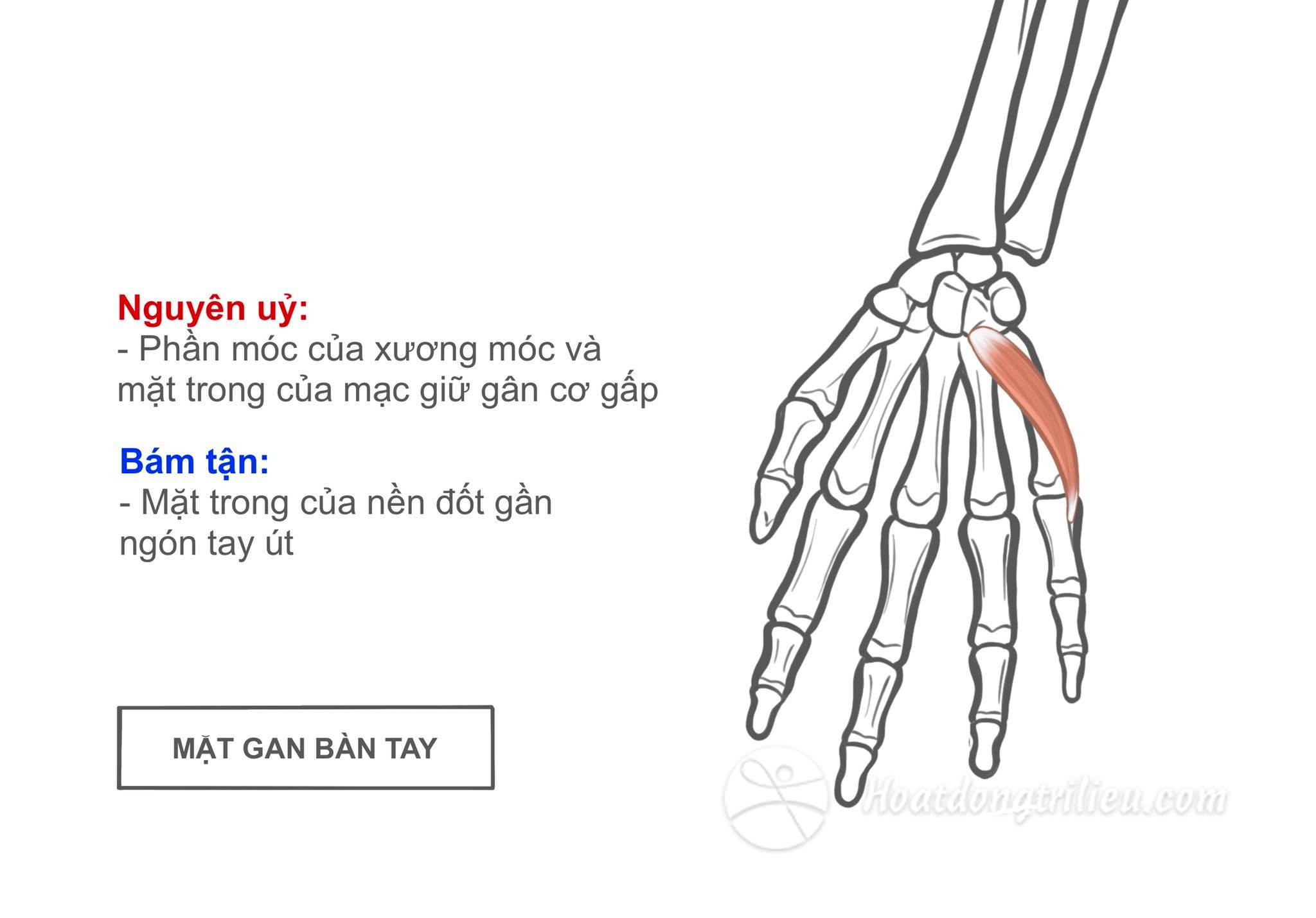 Cơ gấp ngón tay út ngắn