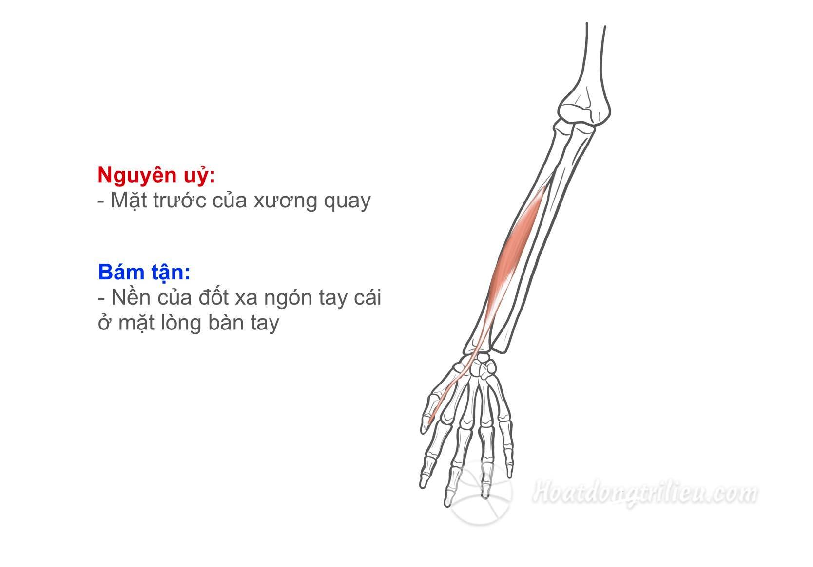 Cơ gấp ngón cái dài