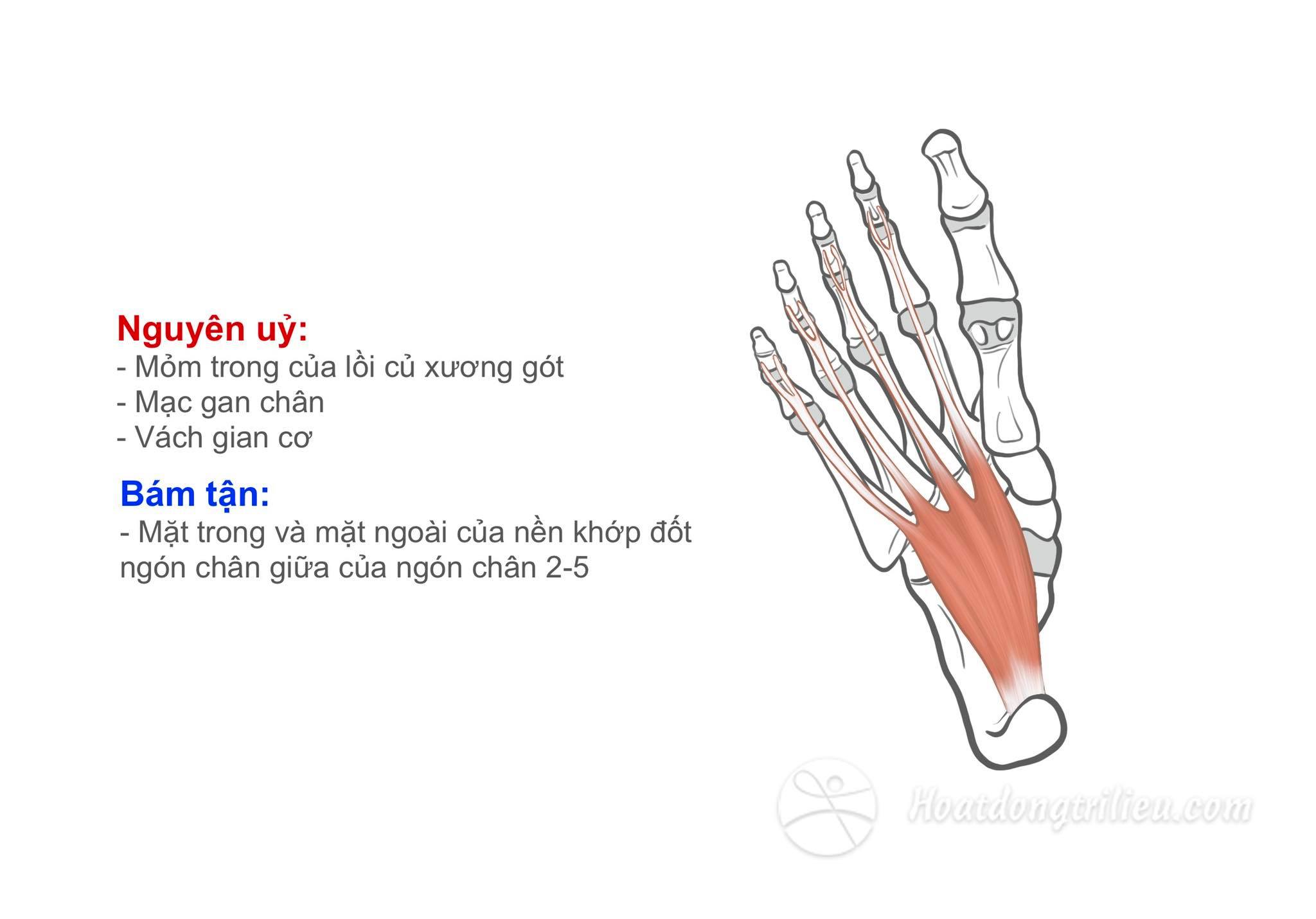 Cơ gập ngắn các ngón chân