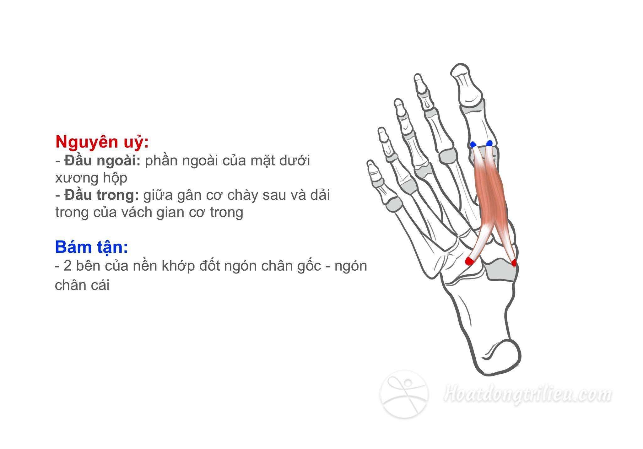 Cơ gập ngắn ngón chân cái