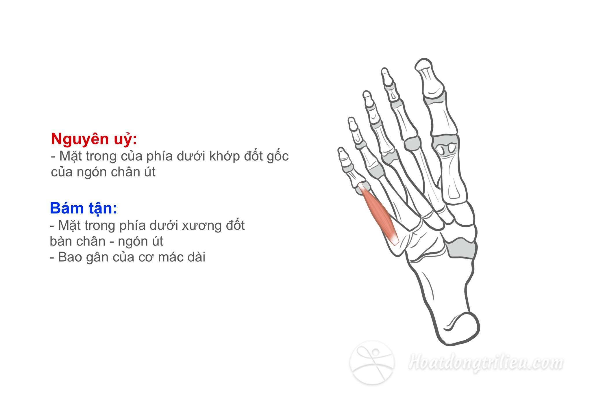 Cơ gấp ngắn ngón chân út