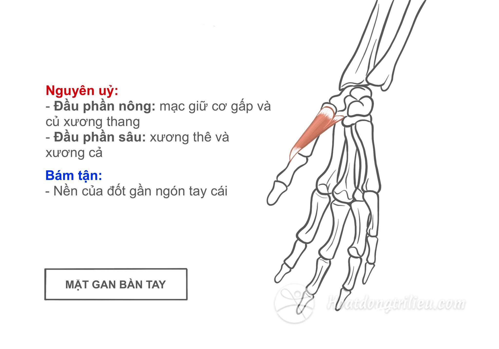 Cơ gấp ngón cái ngắn