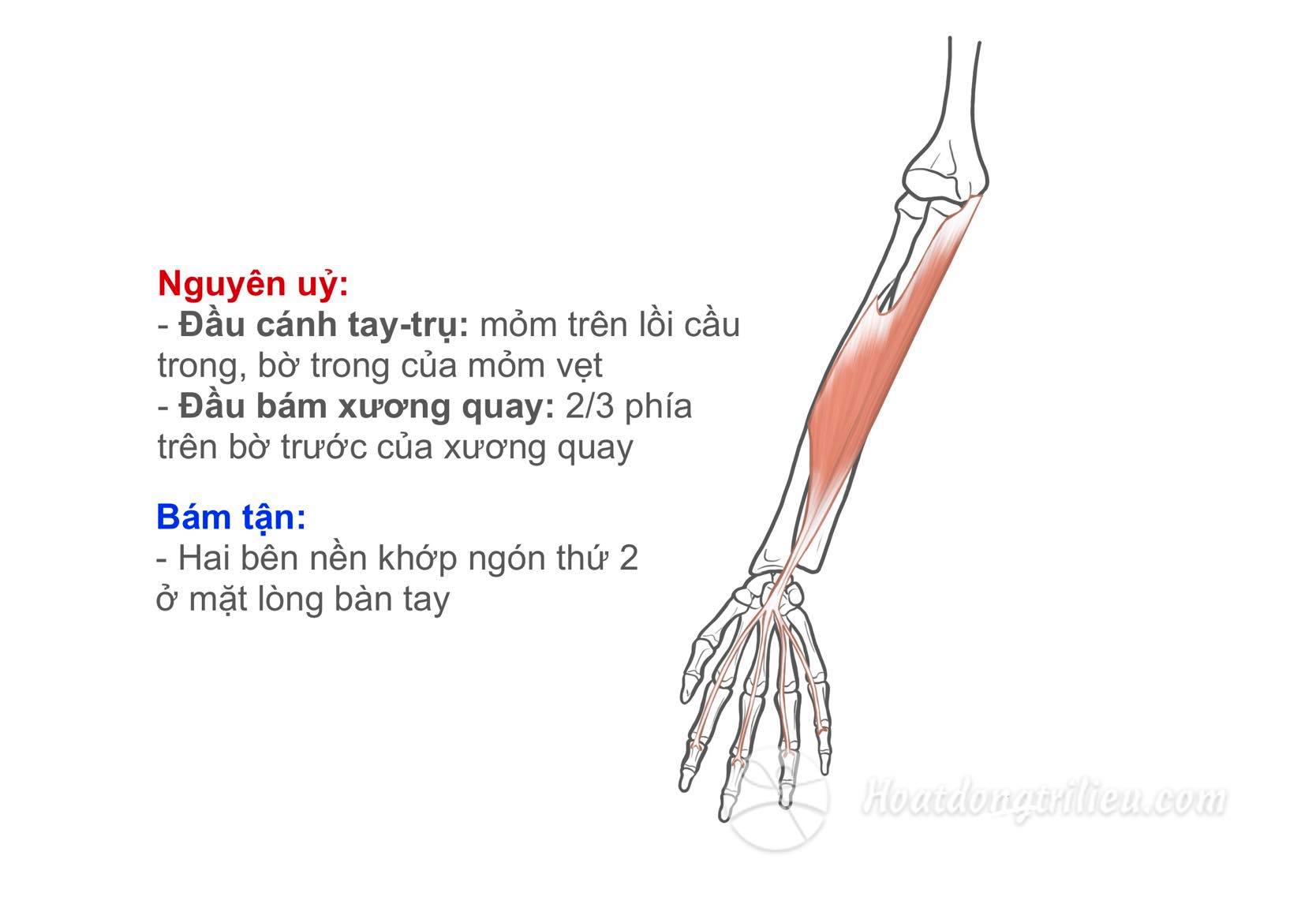 Cơ gấp các ngón nông
