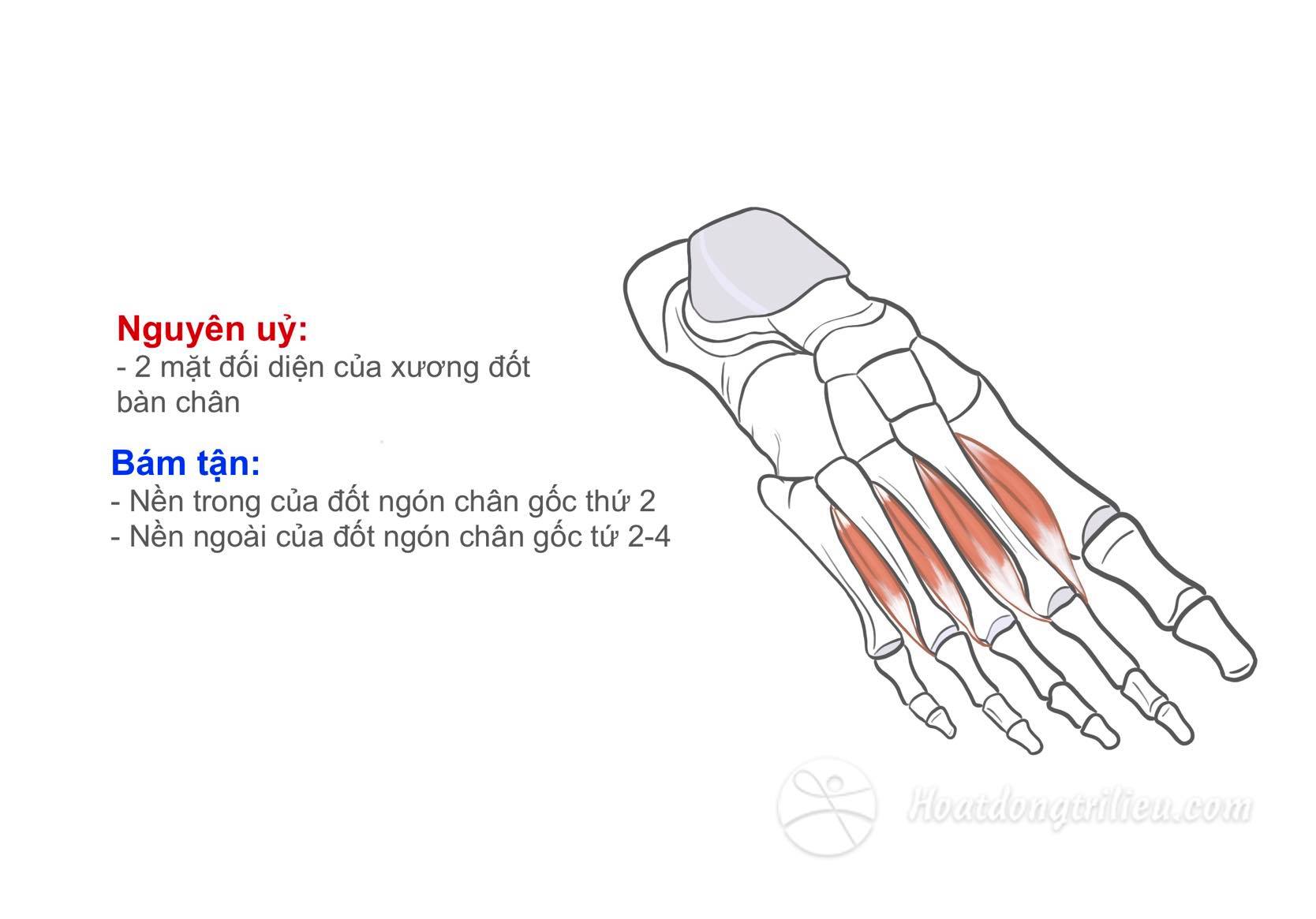 Cơ gian cốt mu bàn chân