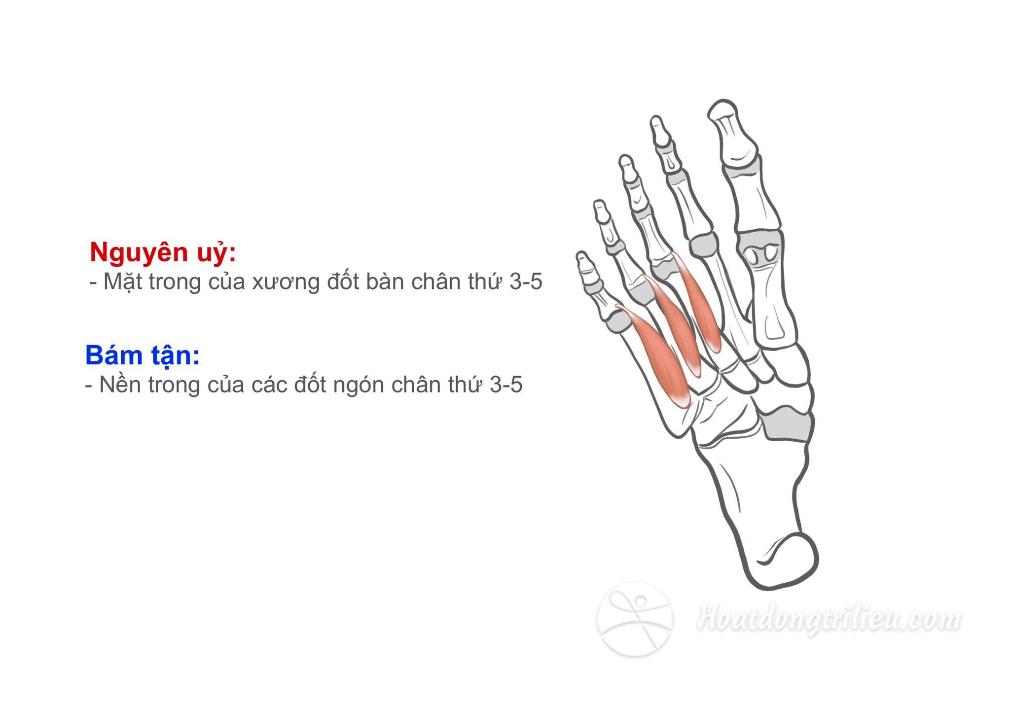 Cơ gian cốt gan bàn chân