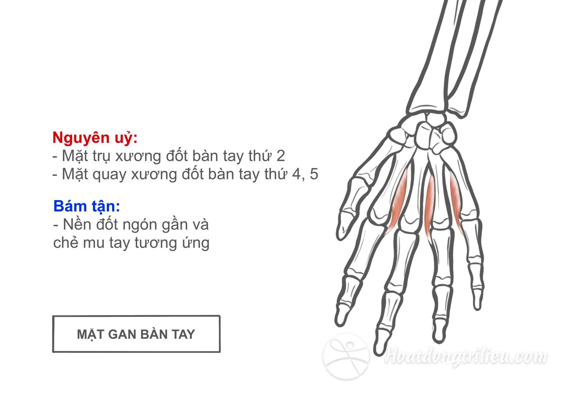 Các cơ gian cốt gan bày tay