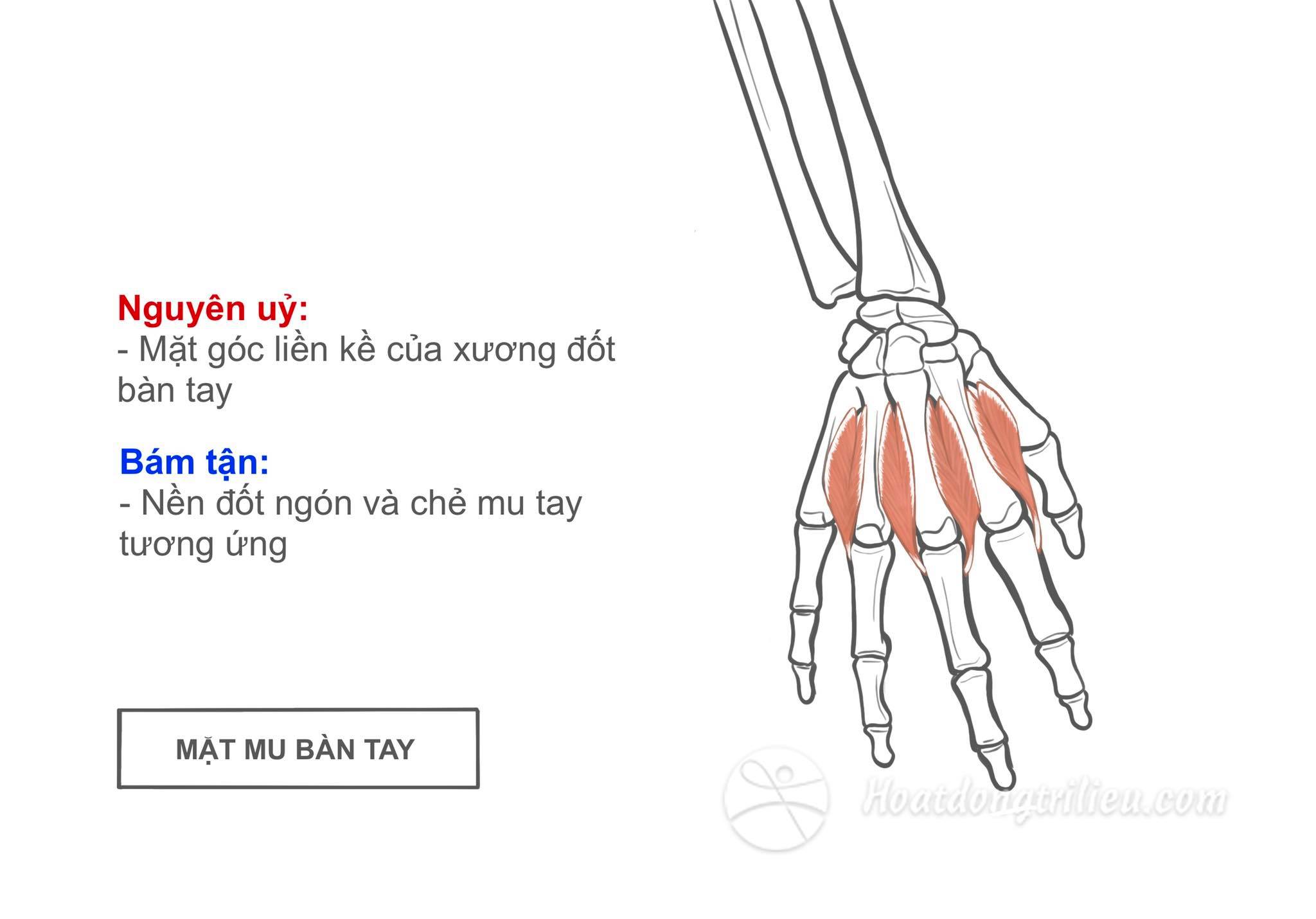 Các cơ gian cốt mu bàn tay