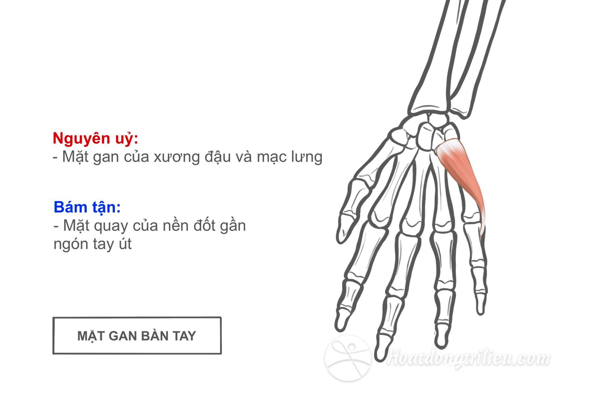 Cơ dạng ngón tay út