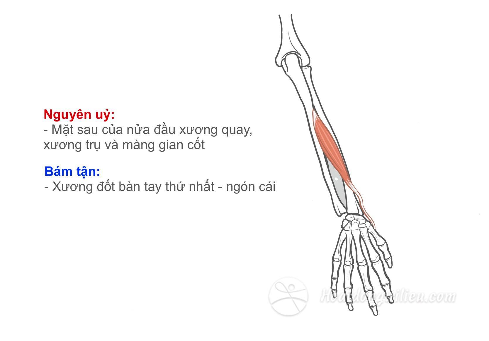 Cơ dạng ngón cái dài