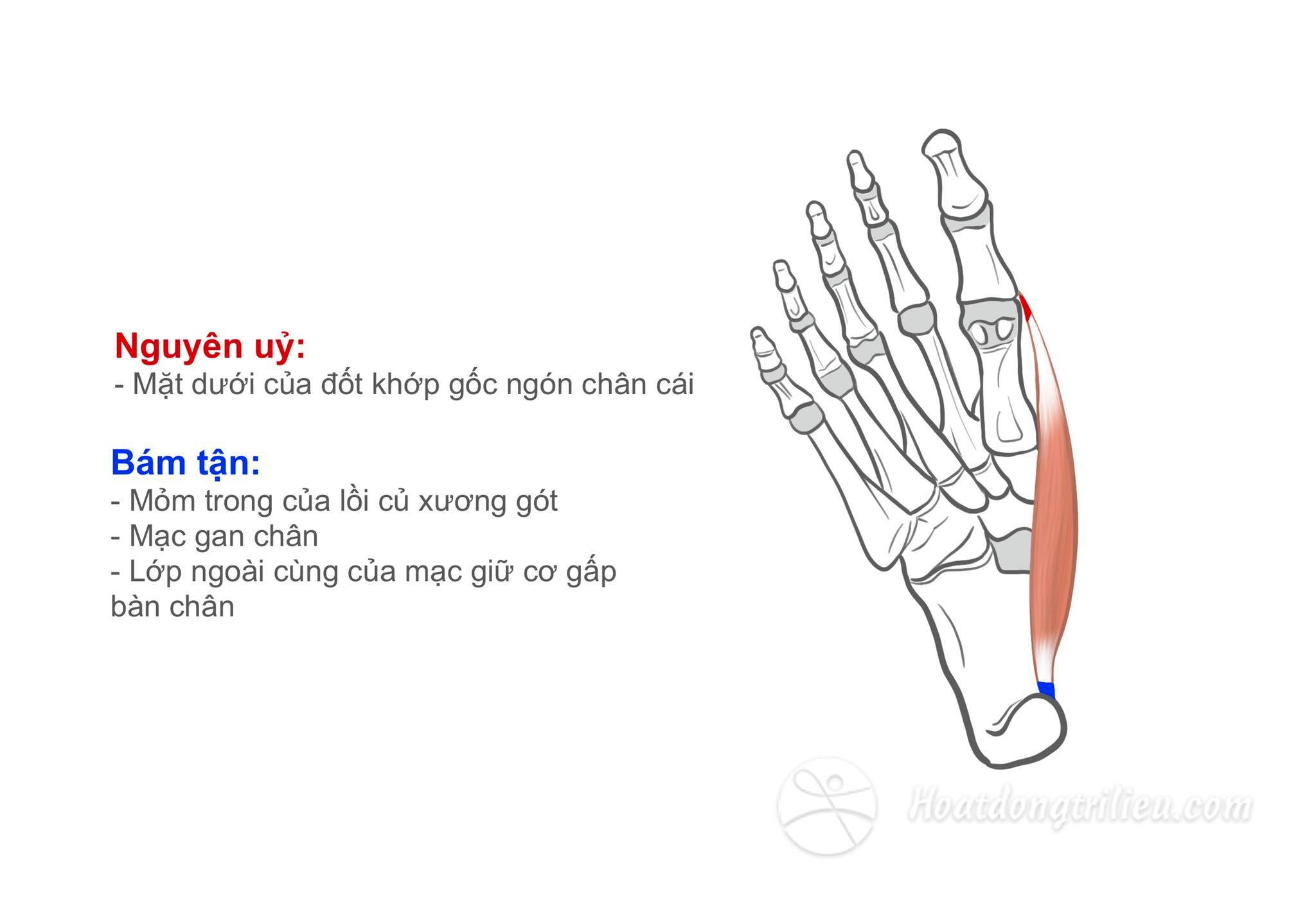 Cơ dạng ngón chân cái