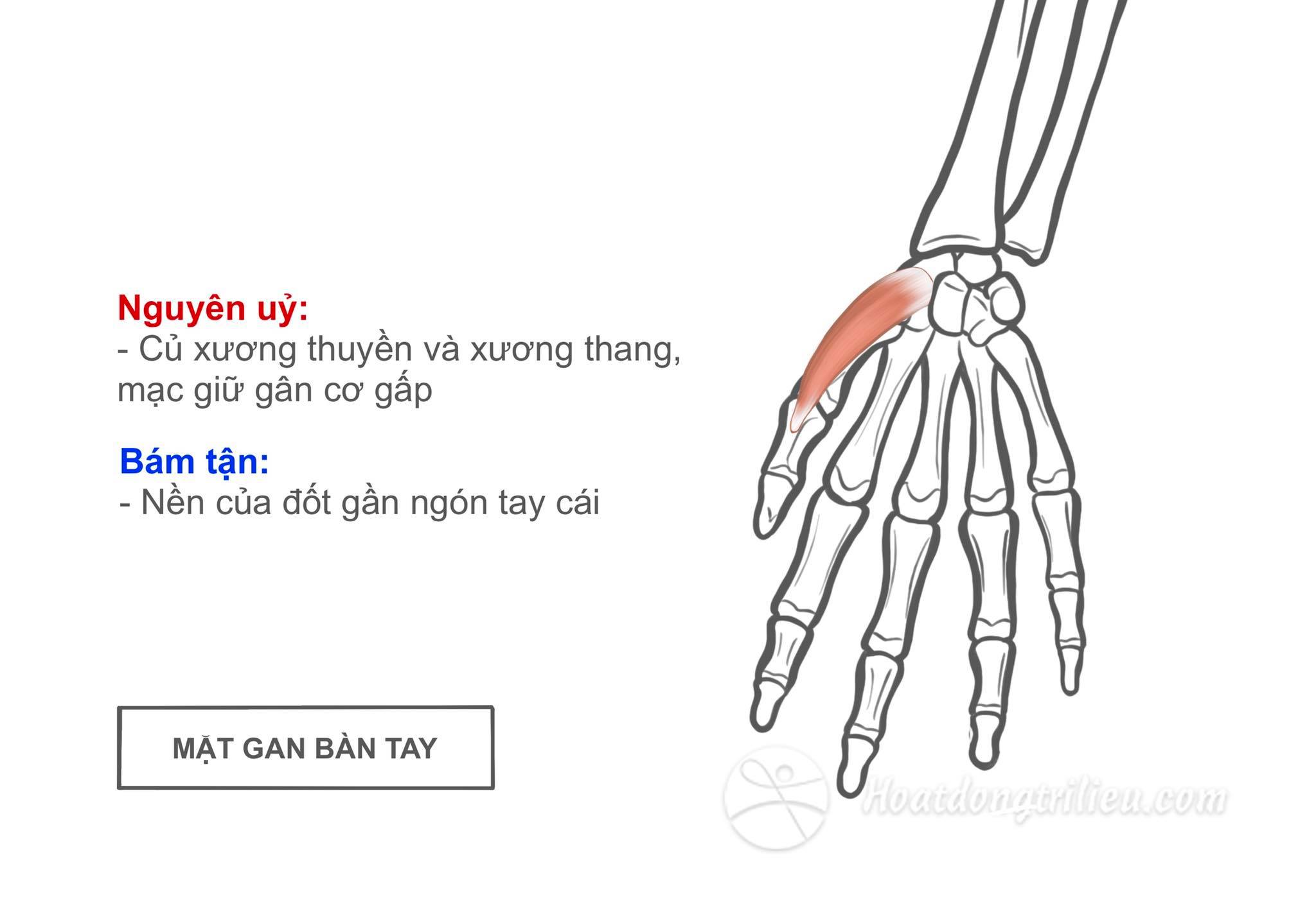 Cơ dạng ngón cái ngắn