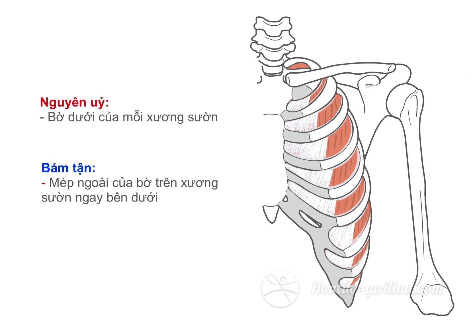 Cơ gian sườn ngoài