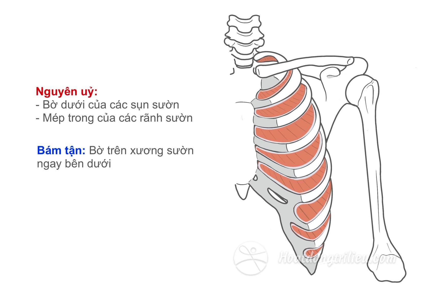 Cơ gian sườn trong