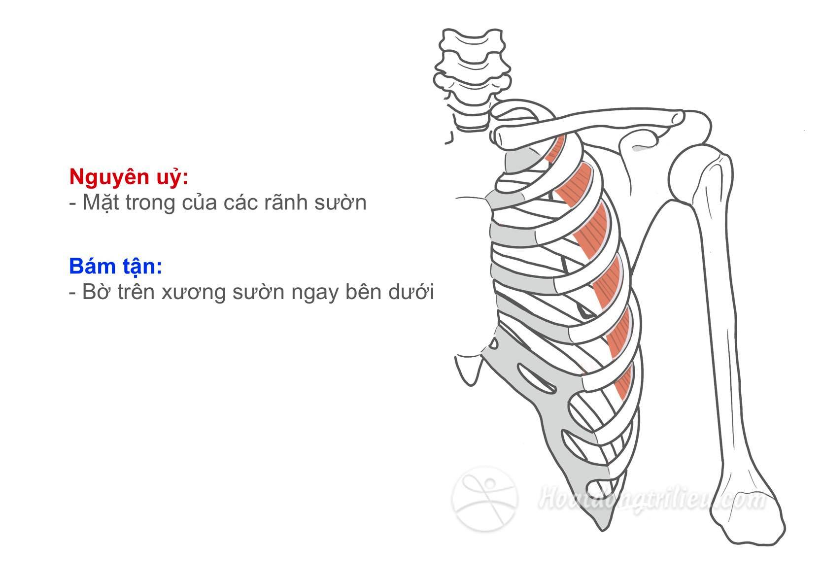 Cơ gian sườn trong cùng
