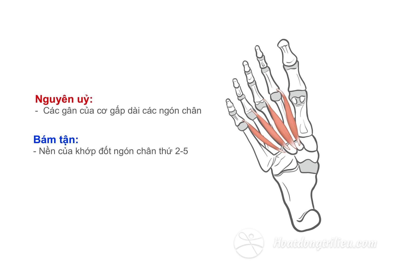 Cơ giun bàn chân