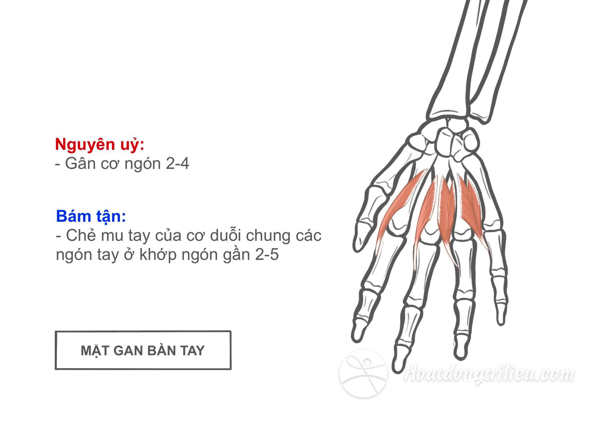 Các cơ giun bàn tay