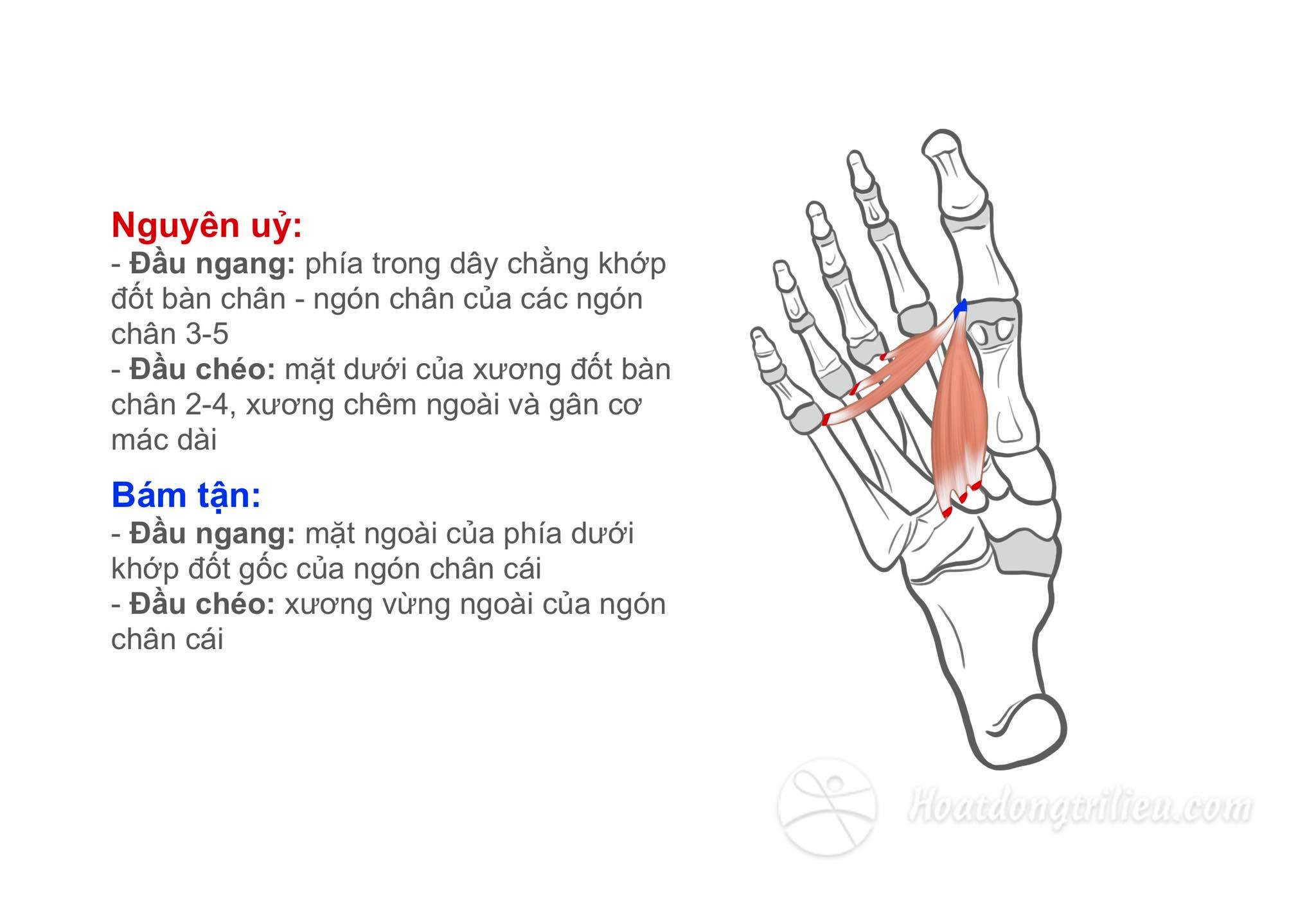 Cơ khép ngón chân cái