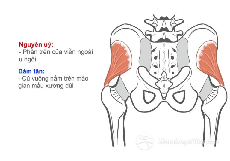 Cơ mông bé