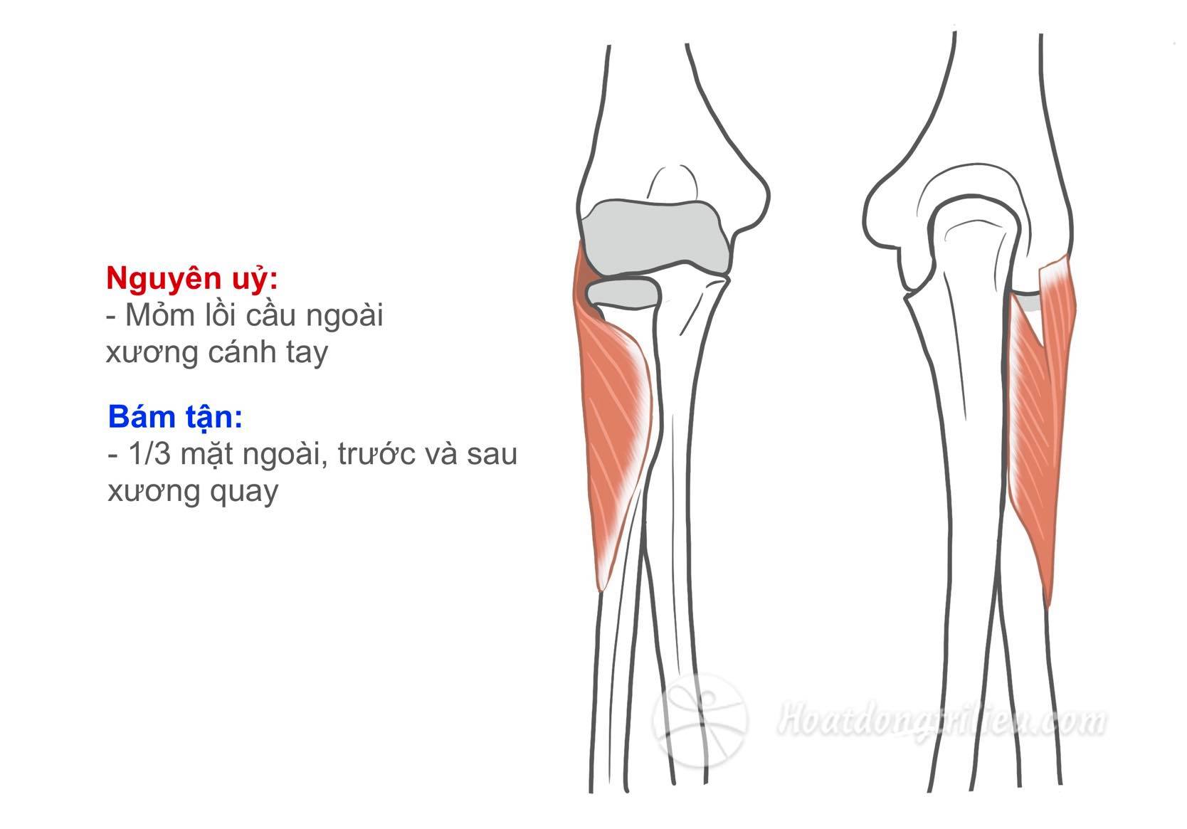 Cơ ngửa ngắn cẳng tay