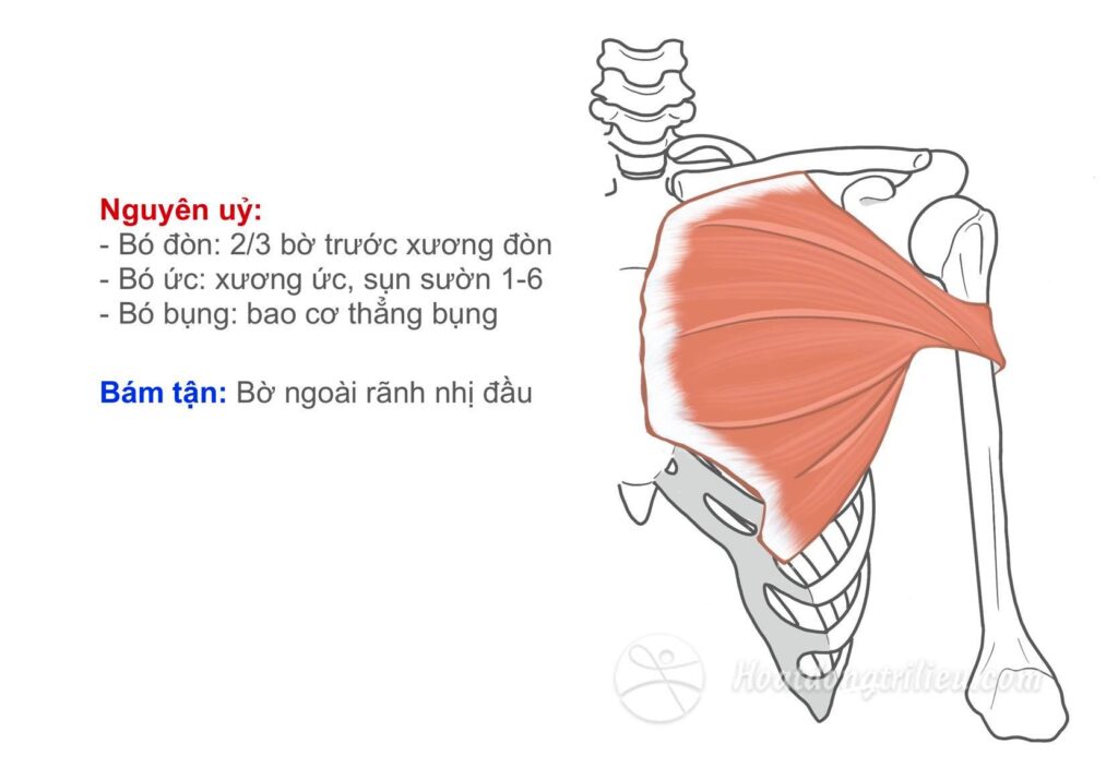 Cơ ngực lớn