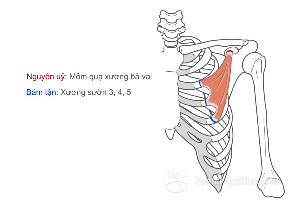 Cơ ngực bé