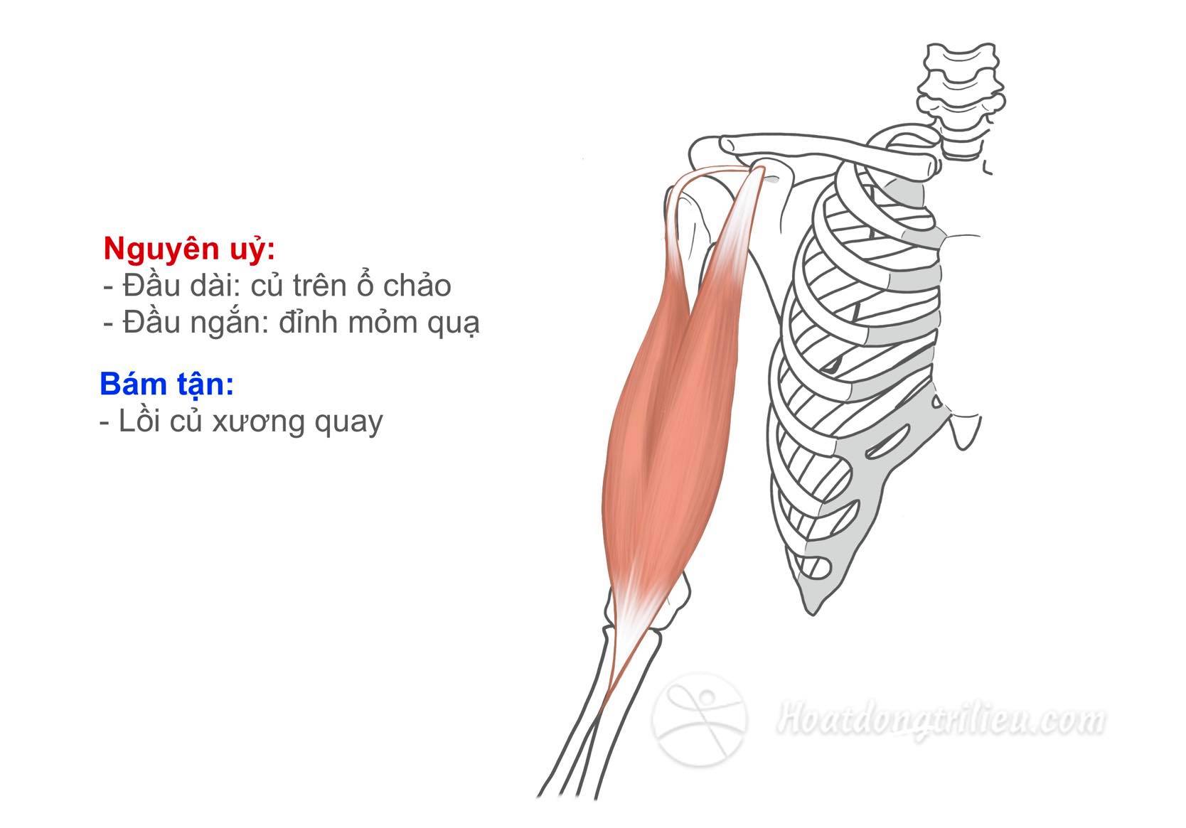 Cơ nhị đầu cánh tay