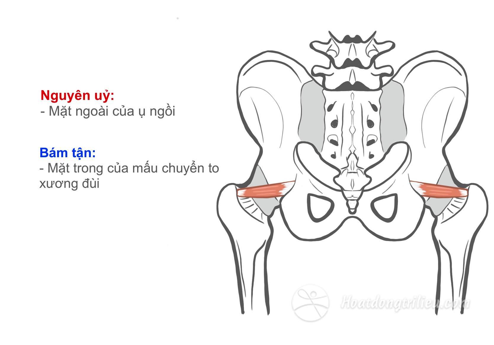 Cơ sinh đôi dưới