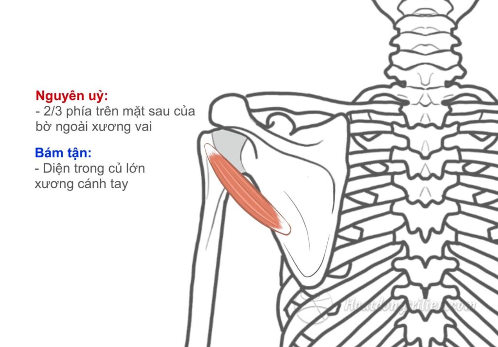 Cơ tròn bé