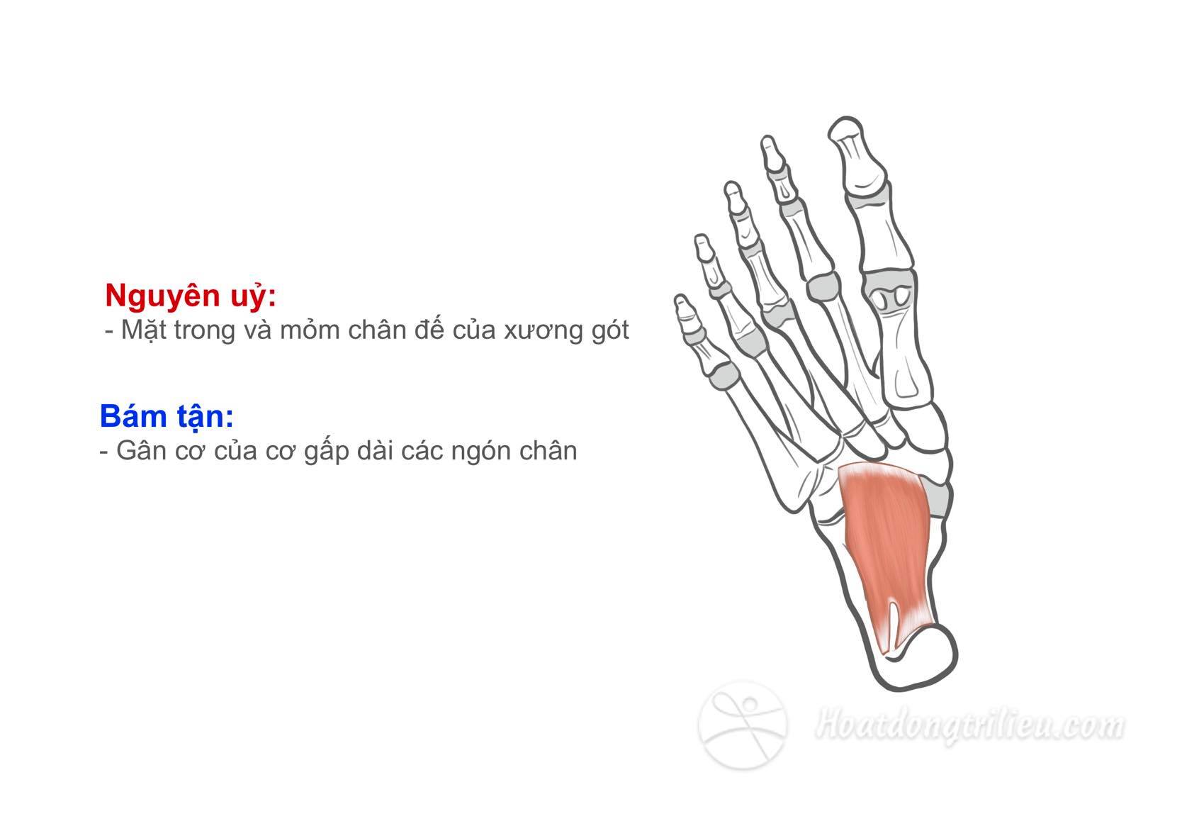 Cơ vuông bàn chân