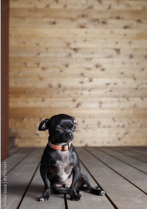 Tranh Đơn Treo Tường Tráng gương/Canvas Pet Chú Chó Chihuahua Đáng Yêu- 4