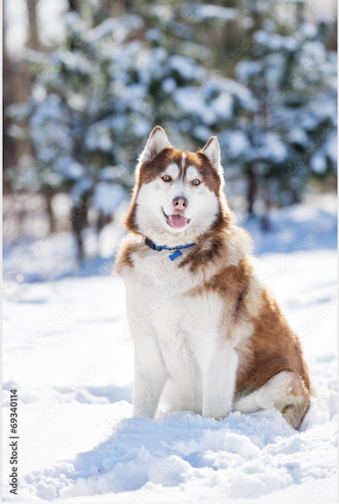 Tranh Đơn Treo Tường Tráng gương/Canvas Pet Chú Chó Husky Đáng Yêu- 4
