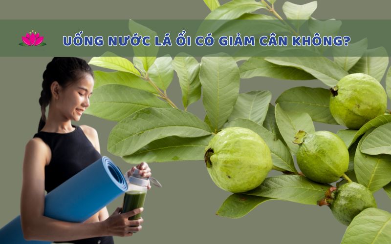 Uống nước lá ổi có giảm cân không? Những điều cần lưu ý