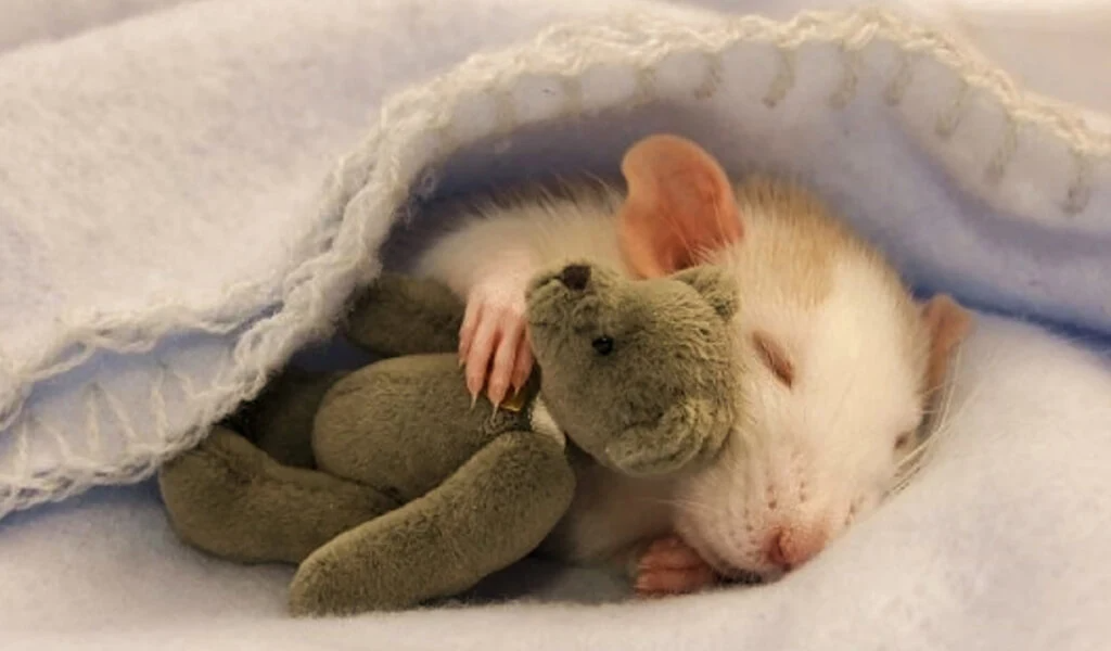 Thức ăn cho chuột hamster – những điều cần biết