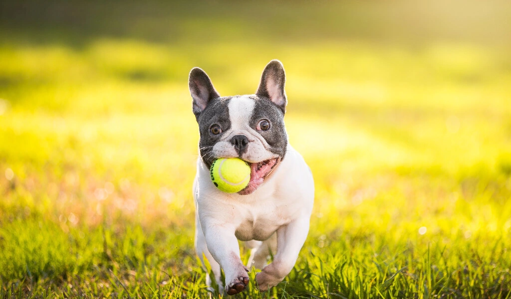 Huấn luyện chó con nghe lời chỉ với 10 phút mỗi ngày