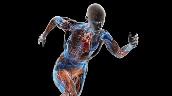 anatomy physiology