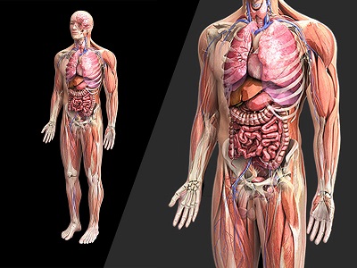 MÔ HÌNH GIẢI PHẪU NGƯỜI NAM 3D