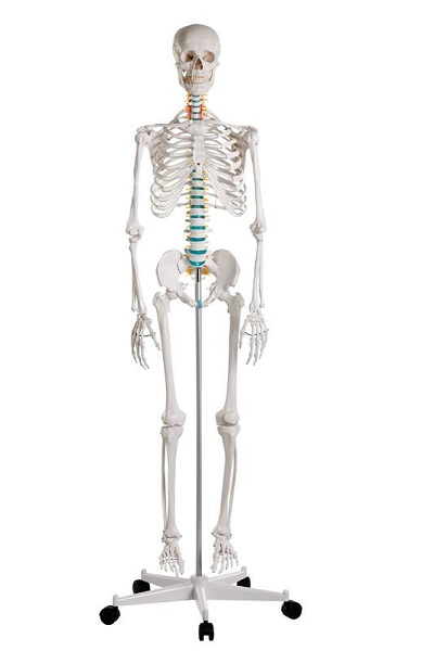 Mô hình bộ xương người “Oscar” 2960 cao 178 cm
