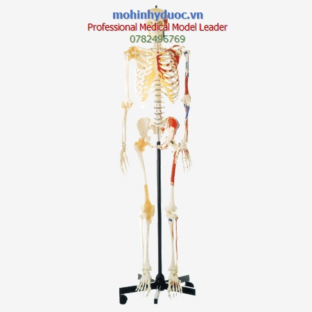 MÔ HÌNH BỘ XƯƠNG NGƯỜI VỚI CÁC ĐIỂM TÔ MÀU THỂ HIỆN ĐIỂM BÁM CỦA CƠ 
