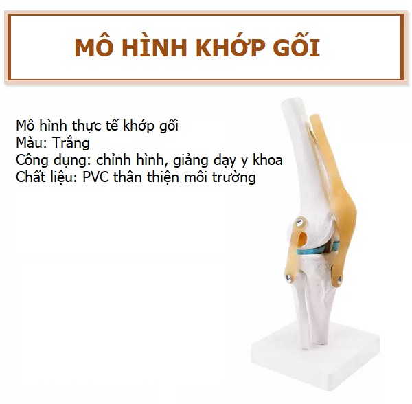 Mô hình khớp gối  Thiết Bị Y Tế Đức Mạnh