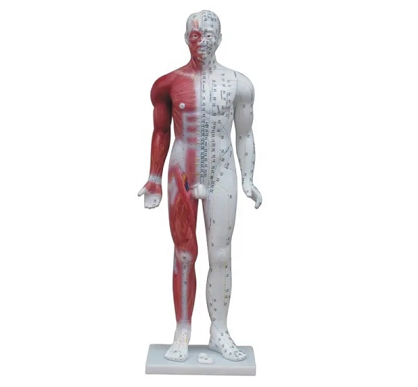 MÔ HÌNH CHÂM CỨU 85CM - MÔ HÌNH HUYỆT VỊ