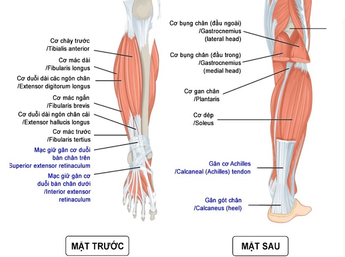 Mô hình cơ chân kích thước thật 7 phần 1000352 - 3B Scientific