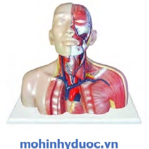 MÔ HÌNH ĐẦU, HỆ TĨNH MẠCH CỔ VÀ KHOANG NGỰC