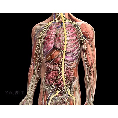 MÔ HÌNH GIẢI PHẪU NGƯỜI NAM 3D