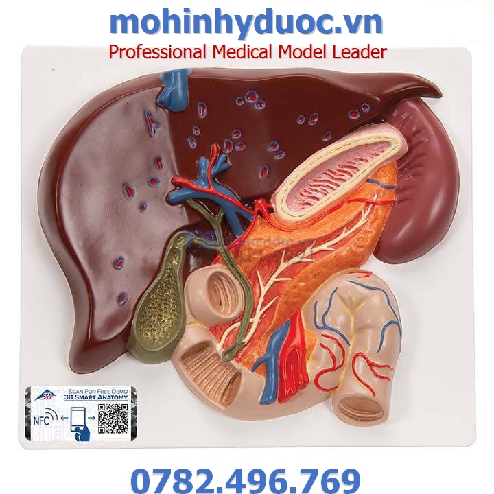 MÔ HÌNH GAN, TÚI MẬT – 1008550 – 3B SCIENTIFIC
