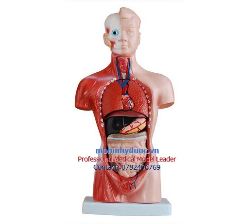 MÔ HÌNH GIẢI PHẪU CƠ THỂ NGƯỜI BÁN THÂN 26CM 15 PHẦN