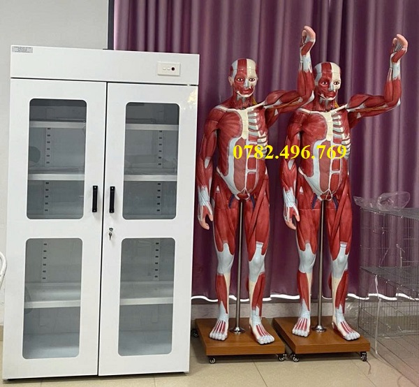 Mô hình giải phẫu cơ toàn thân này bao gồm 29 phần
