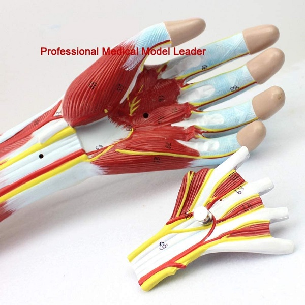 MÔ HÌNH GIẢI PHẪU CƠ VÀ THẦN KINH CHI TRÊN